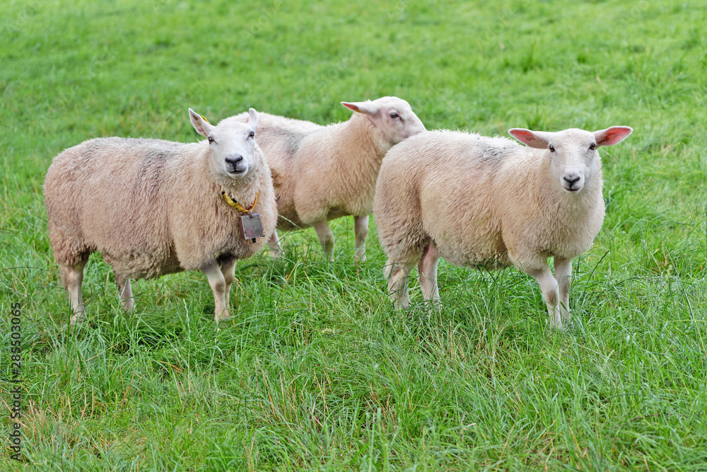 Sheeps grazed on green grass field pasture Sheeps grazed on green grass field pasture