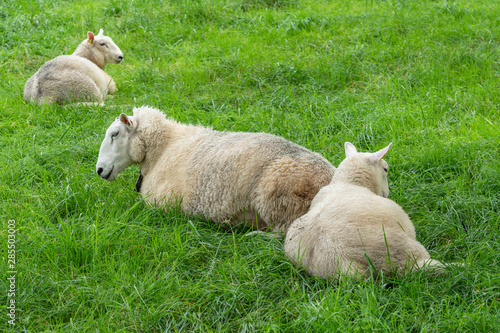 Sheeps laying on green grass pasture