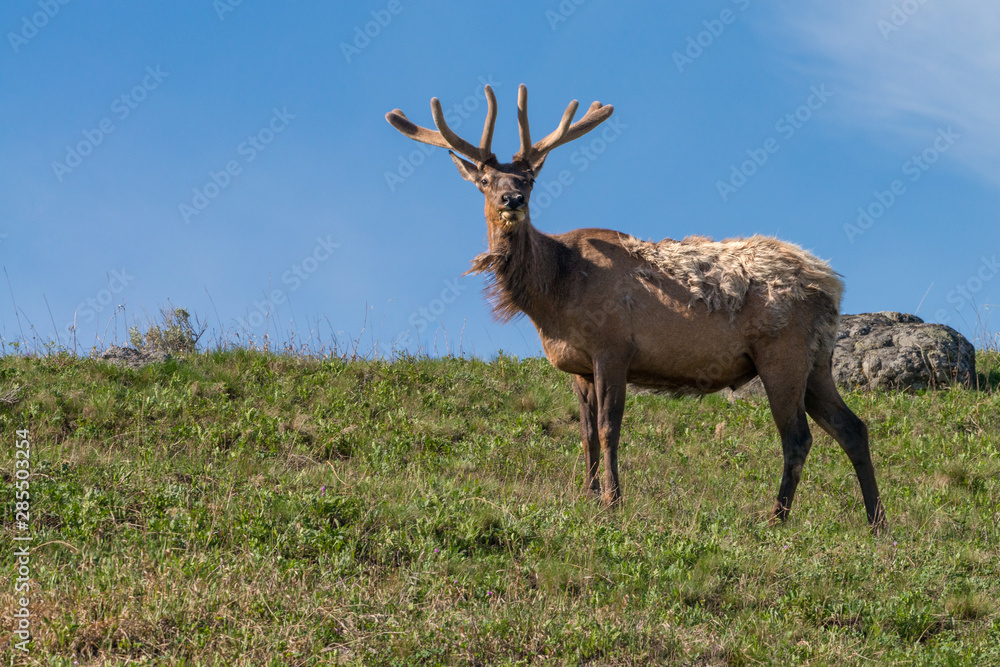 Bull Elk in the forest looking Bull Elk in the forest looking