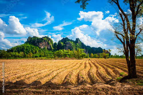 Cassava Plough Land  View at Noen Maprang  Phitsanulok   Thailand