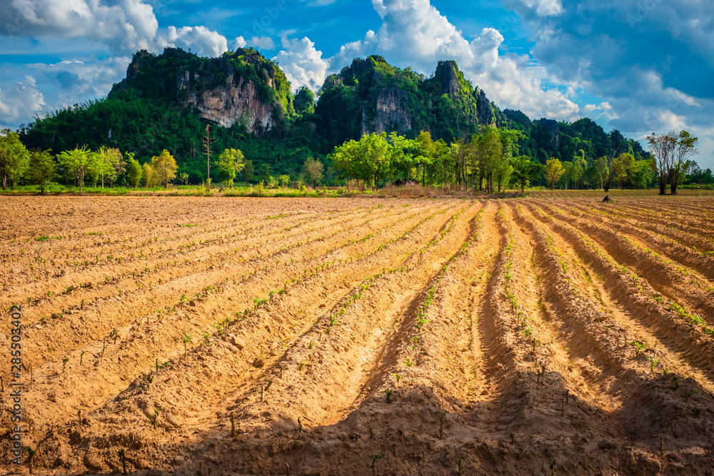Cassava Plough Land, View at Noen Maprang, Phitsanulok,  Thailand