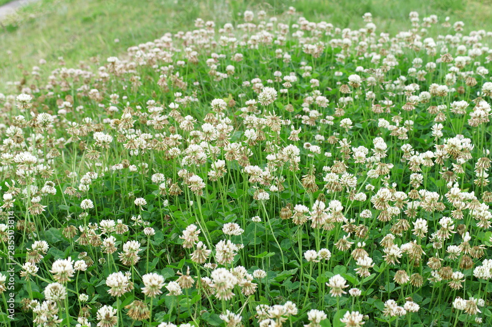 Fototapeta premium White clover Small flowers Grassland