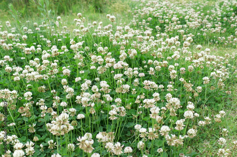 White clover Small flowers Grassland