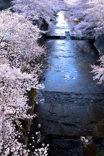 恩田川の桜