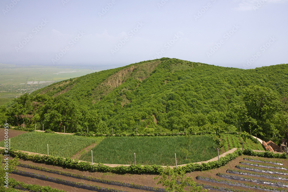 Vineyard green hills landscape view, Alazani valley, Georgia