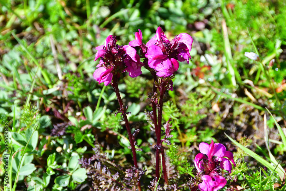 Pedicularis crassirostris Bunge (family Scrophulariaceae) in the mountains of Abkhazia Pedicularis crassirostris Bunge (family Scrophulariaceae) in the mountains of Abkhazia