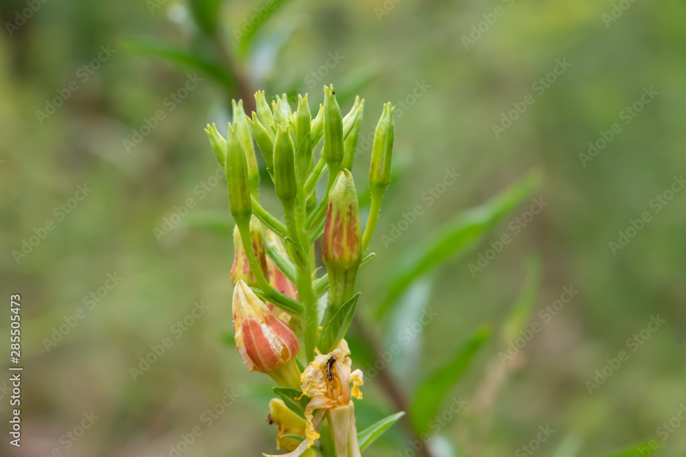Evening Primrose Flower Buds in Summer Evening Primrose Flower Buds in Summer