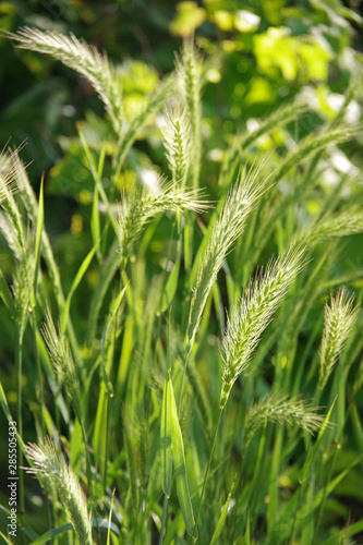 Close-up view into sunlit wild wheat grass plants