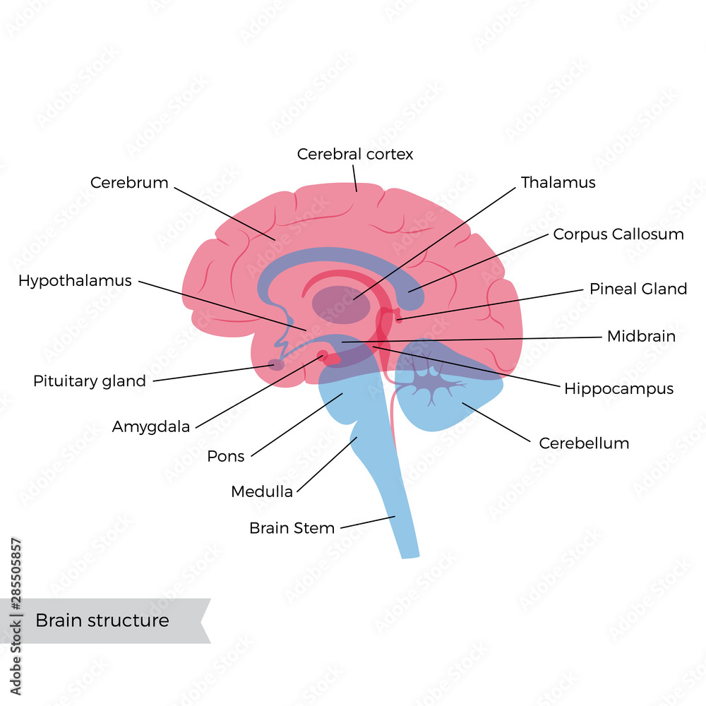 Vector illustration of human brain anatomy  - obrazy, fototapety, plakaty 