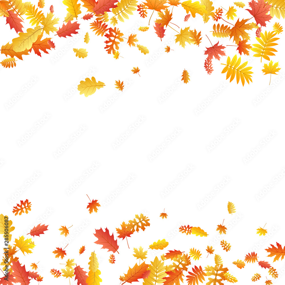 Oak, maple, wild ash rowan leaves vector, autumn foliage on white background. Oak, maple, wild ash rowan leaves vector, autumn foliage on white background.
