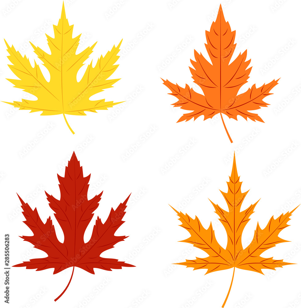Fototapeta premium Autumn leaves of silver maple on white background.