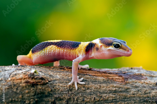 leopard gecko, eublepharis macularius, tokay gecko lizard