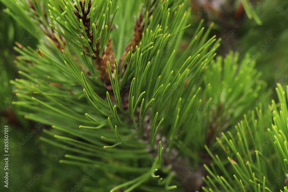 Green branches of spruce in the forest Green branches of spruce in the forest