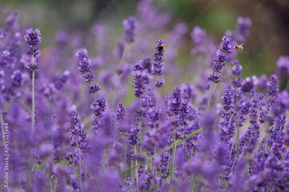 Fototapeta premium Lavender flowers 