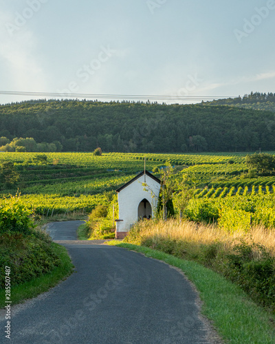 German vineyards in Rheingau. Oestrich Winkel, Hessen.