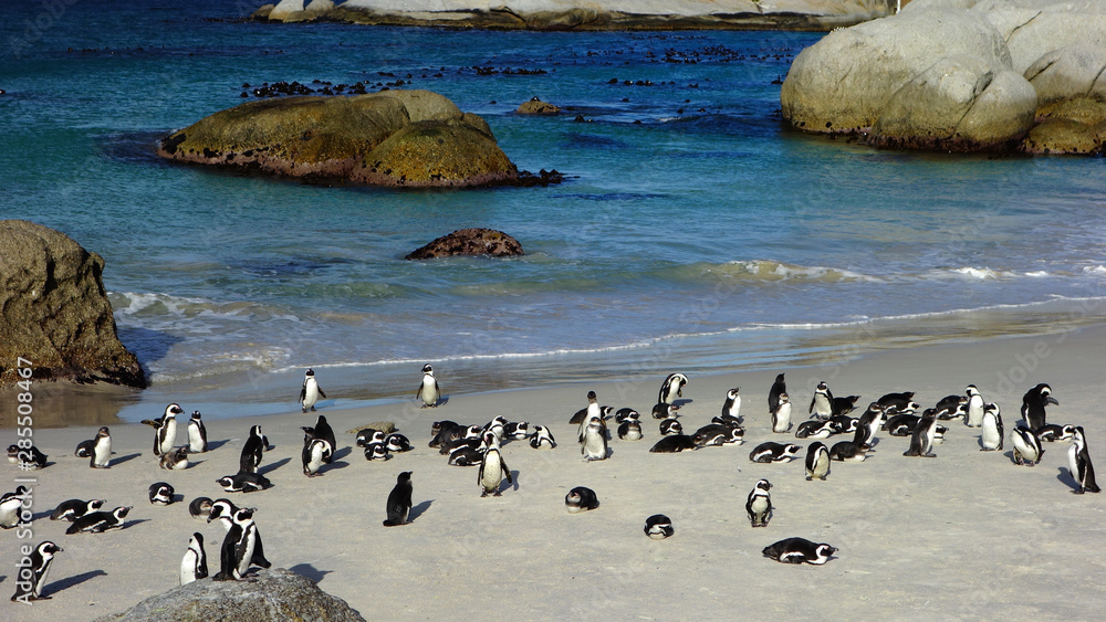 Fototapeta premium Penguins in Boulders Beach. South Africa