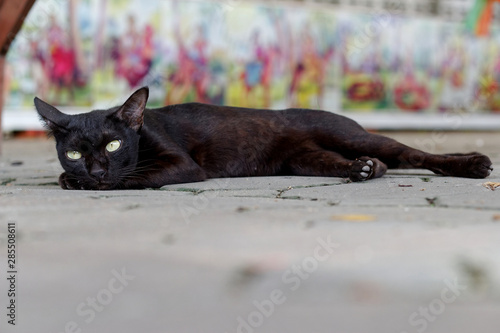 black stray cat sleeping on the ground of temple