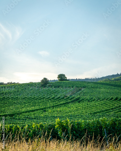 German vineyards in Rheingau. Oestrich Winkel, Hessen. photo