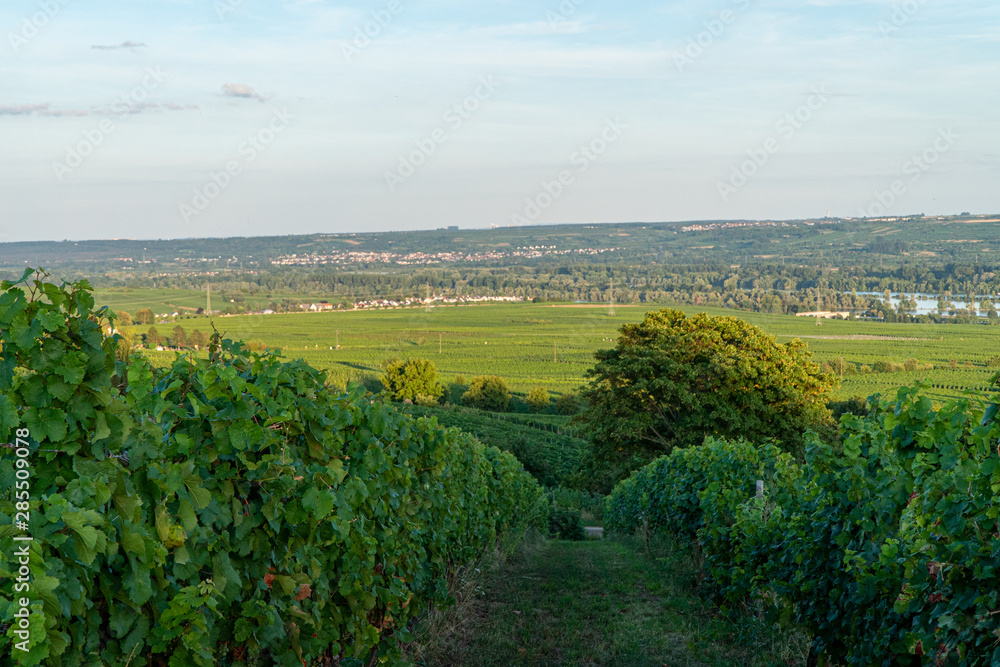 German vineyards in Rheingau. Oestrich Winkel, Hessen.