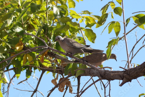 Eurasian collared doves (Steptopelia decaocto) perching together on a tree branch in new mexico albuquerque on a hot summer day. 