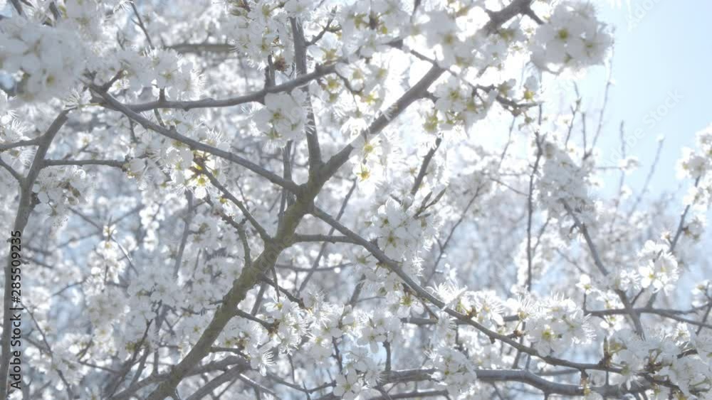 Moving Shot on the Blossoming Flowers and Branches of Cherry Sakura Tree Moving Shot on the Blossoming Flowers and Branches of Cherry Sakura Tree