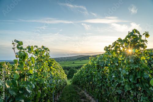 German vineyards in Rheingau. Oestrich Winkel, Hessen.