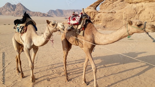 Camel in the desert. Traveling around Jordan. Around the world.