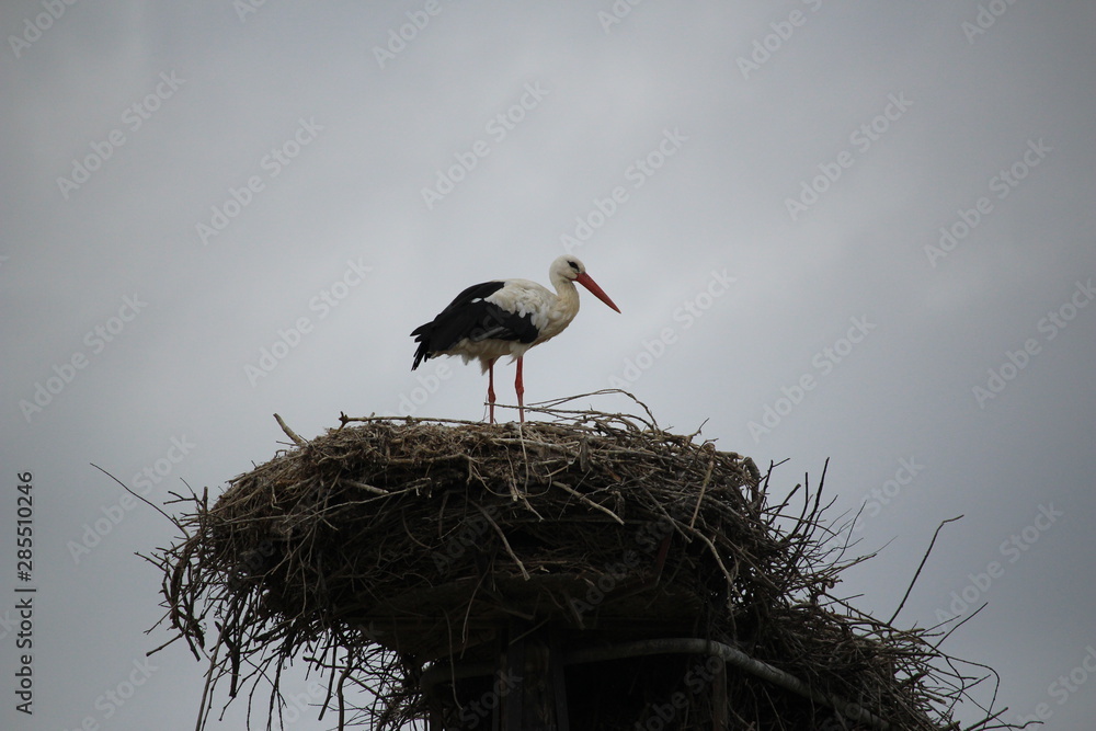 Fototapeta premium cigogne