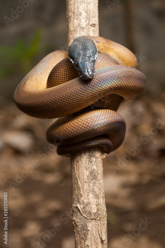 Gold Albertisi/white lipped python (Leiopython albertisi) wrapped around a branch photo