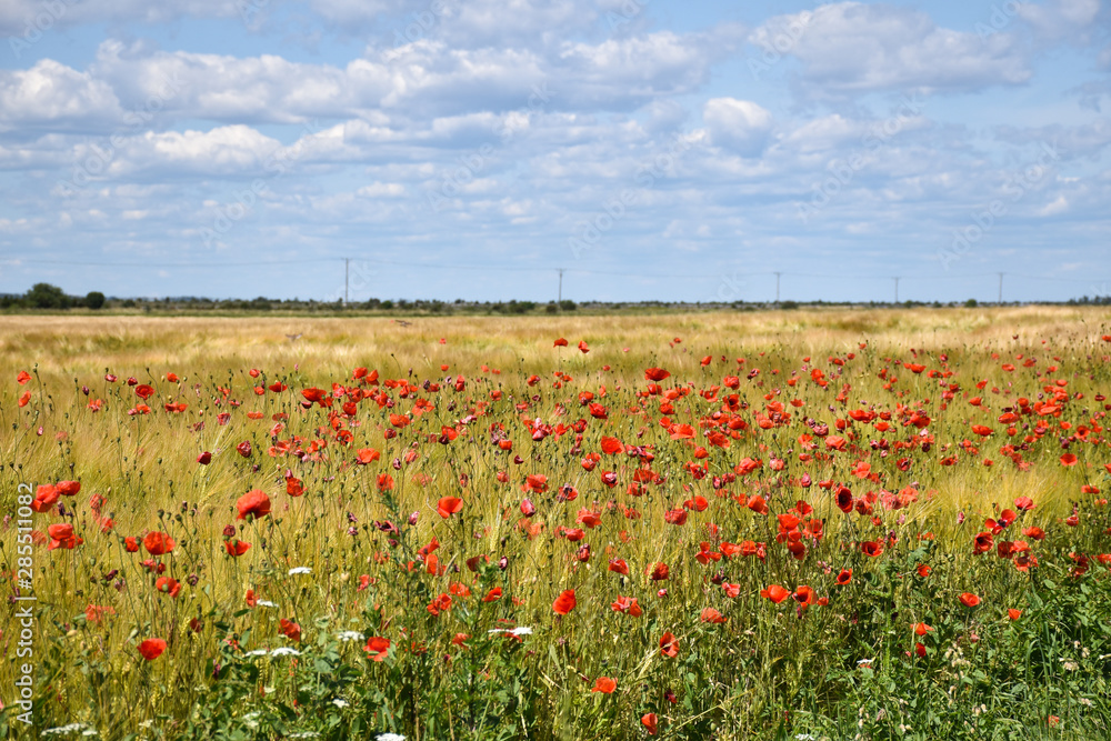Blossom red poppies in a wheat field
