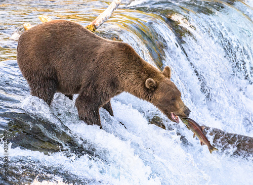 Grizzly bear catching fish on the waterfalls