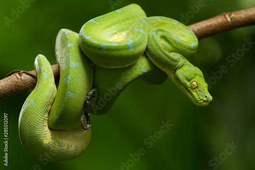 Green tree python (Morelia viridis) sorong locality photo