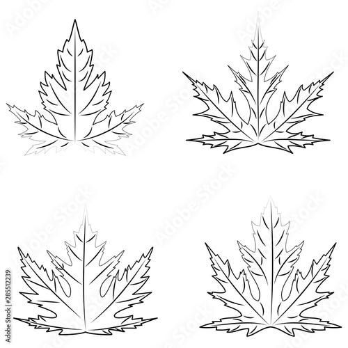 Autumn outline leaves of silver maple on white background.
