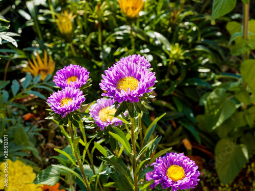 (Callistephus chinensis) Aster de Chine ou Reine-Marguerite 