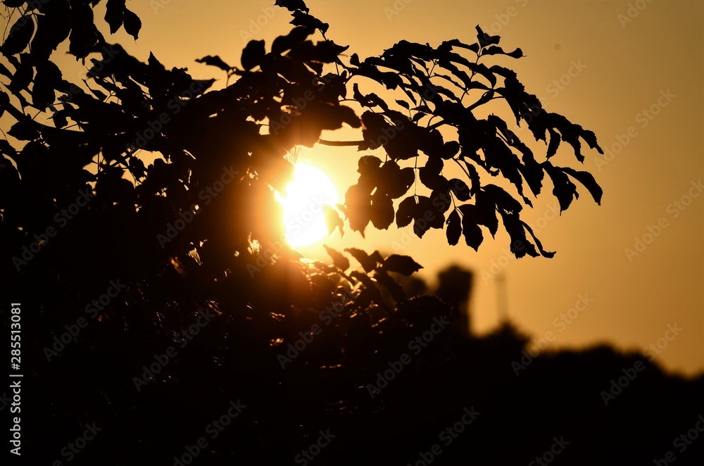 sunset with trees leaves silhouette