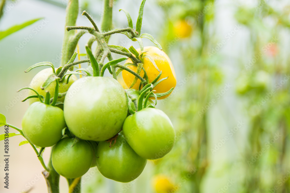 green tomatoes on a branch in a greenhouse on a blurry green background close-up