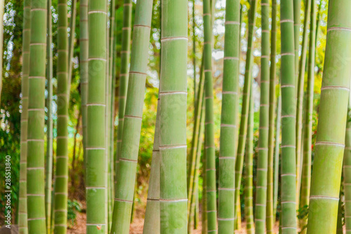 Fototapeta Naklejka Na Ścianę i Meble -  Grove with green bamboo canes as background