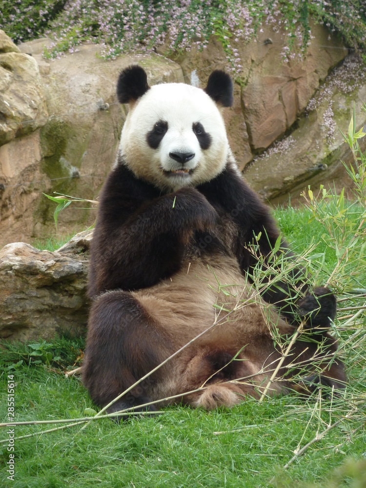 Un panda assis mange son bambou Un panda assis mange son bambou