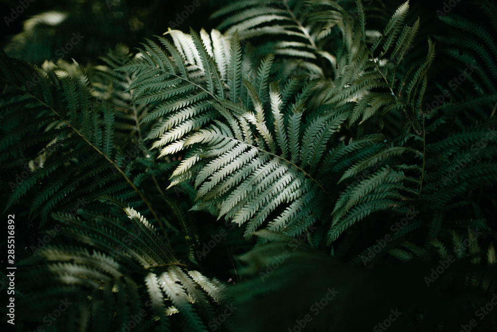 garden fern with light