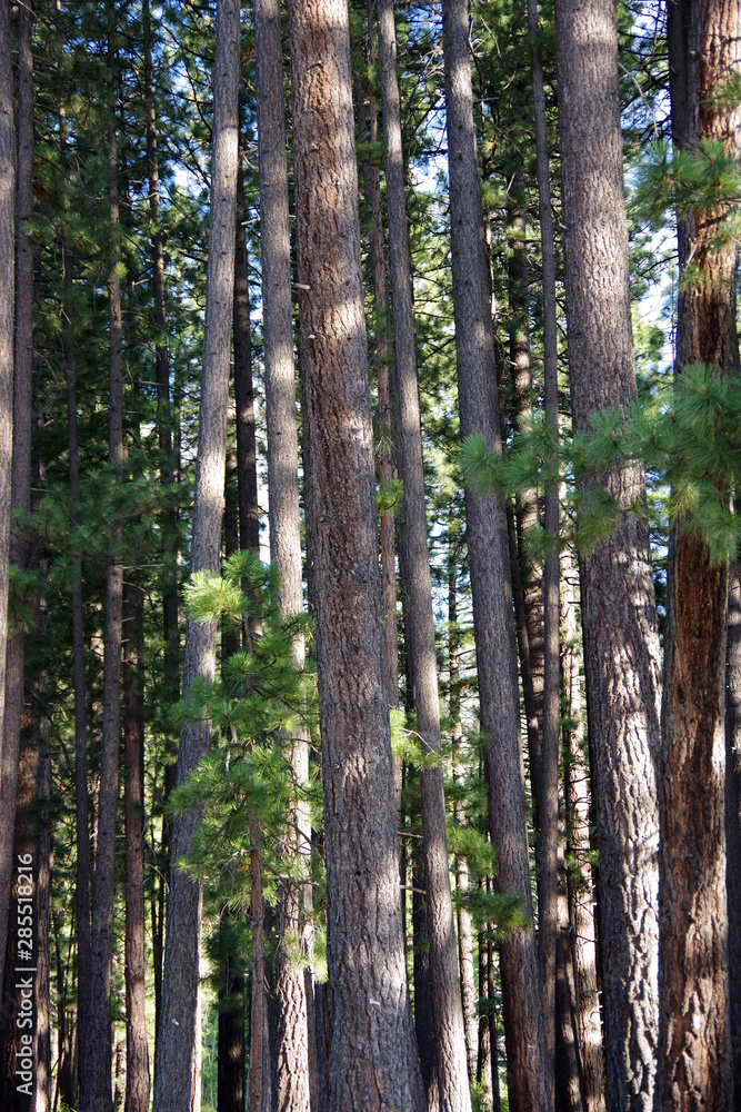 Fototapeta premium Close view into the trunks of the tall firs in the high sierra forest