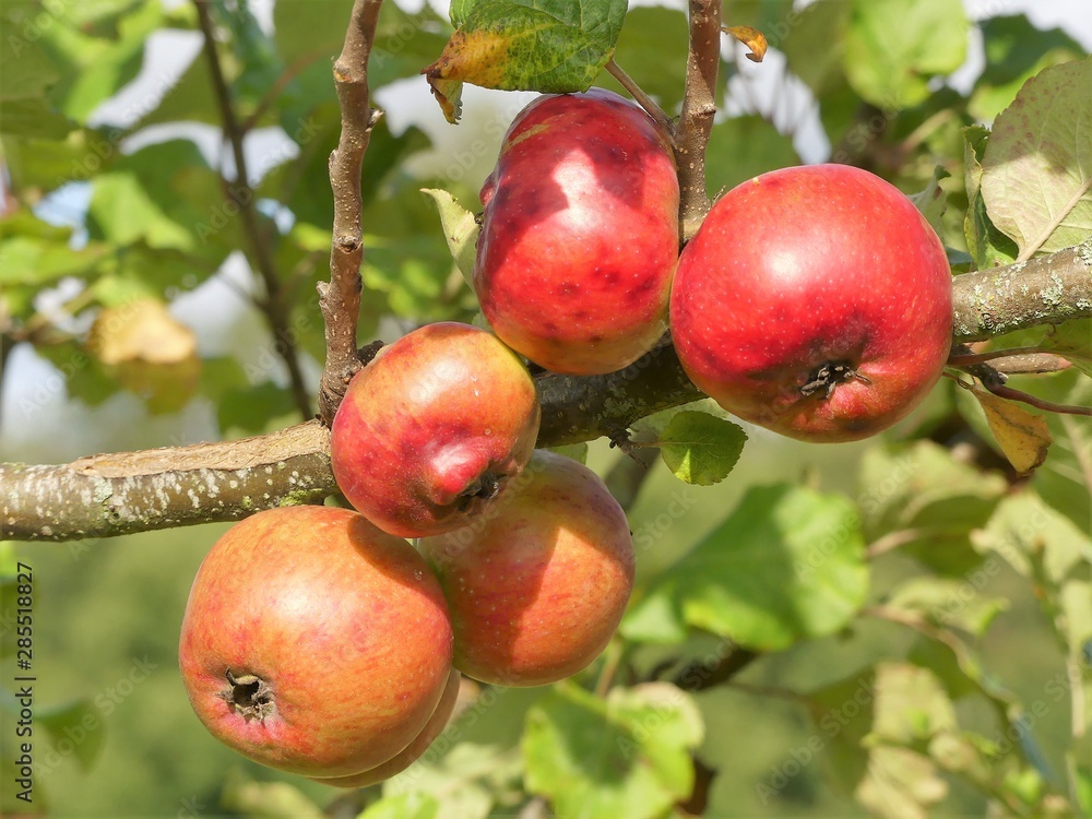 Crimson Newton Wonder Apple Malus domestica, a cultivar of apple which is usually eaten cooked due to its sourness Crimson Newton Wonder Apple Malus domestica, a cultivar of apple which is usually eaten cooked due to its sourness