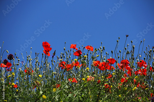 A field of red poppies against a blue sky without clouds. Selective focus  bottom view  close-up.