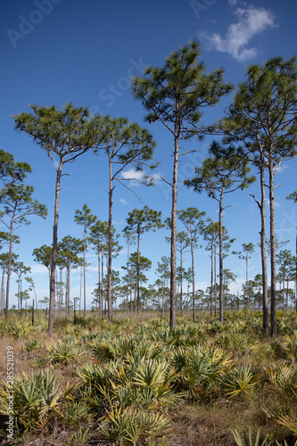 Pine Flatwoods in Central Florida
