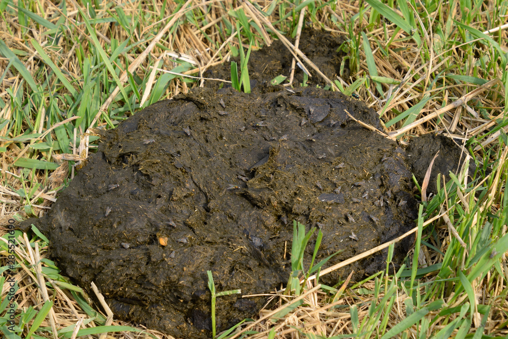 A cow cake in the grass. Manure of cattle. A cow cake in the grass. Manure of cattle.