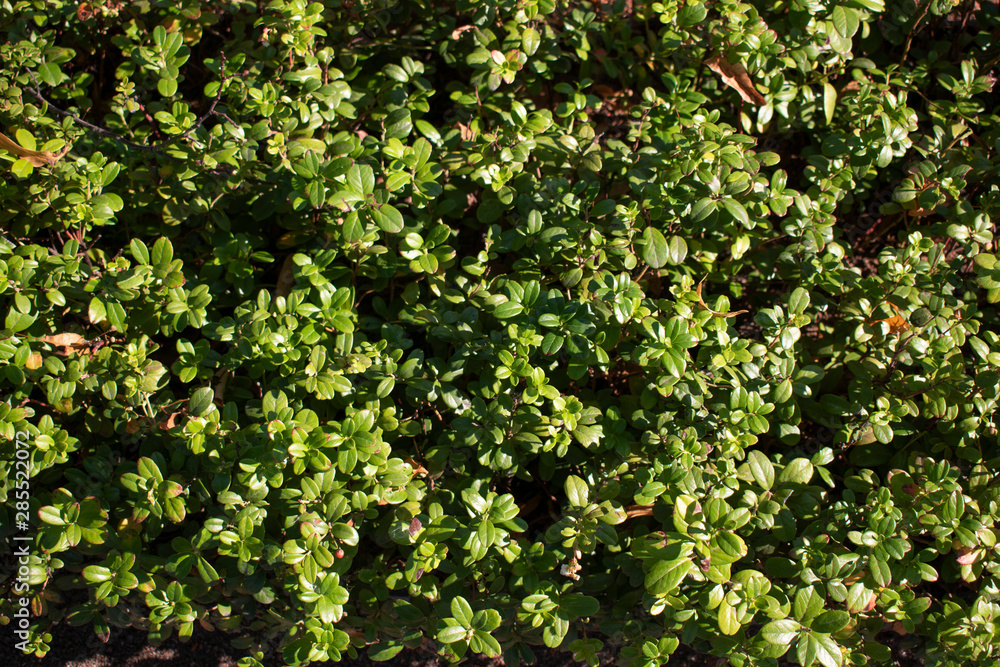background of green leaves, blueberry plants background of green leaves, blueberry plants