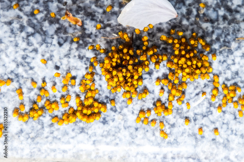 Young spiders, hatched from eggs in the nest. Colony of newborn photo