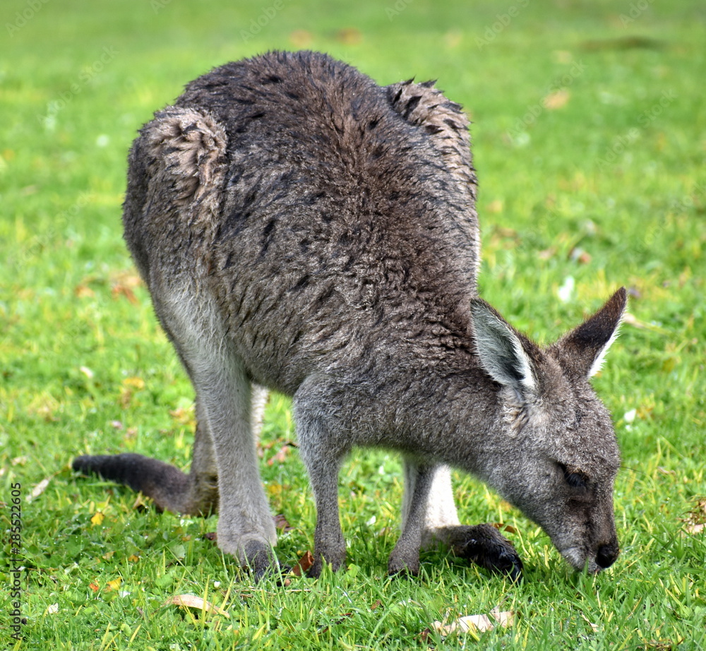 Young kangaroo feeding in a national park Young kangaroo feeding in a national park