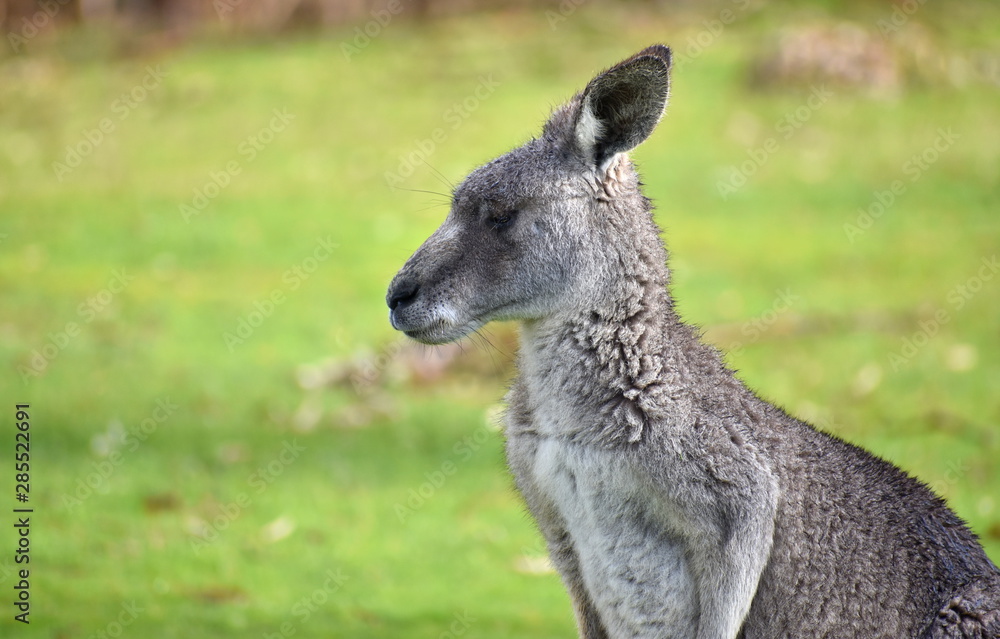 Top half of kangaroo in a park Top half of kangaroo in a park