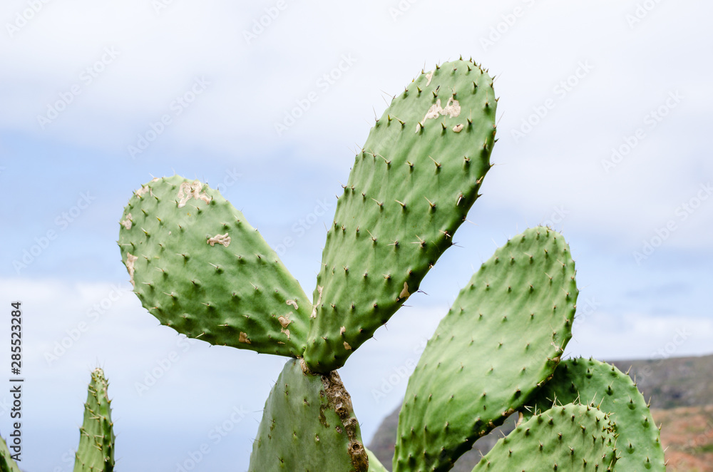 Isolated cactus leaf green with sky background Isolated cactus leaf green with sky background