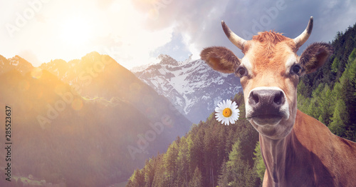 Kuh mit Blume im Maul photo